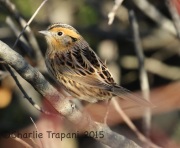 0J6A0540Le_Conte's_Sparrow