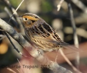 0J6A0543Le_Conte's_Sparrow