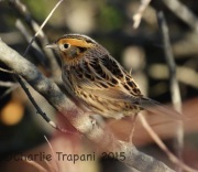 0J6A0545Le_Conte's_Sparrow
