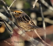 0J6A0546Le_Conte's_Sparrow