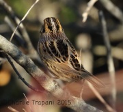 0J6A0549Le_Conte's_Sparrow