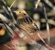 0J6A0553Le_Conte's_Sparrow