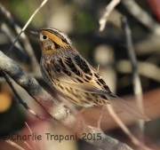 0J6A0555Le_Conte's_Sparrow