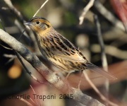 0J6A0556Le_Conte's_Sparrow