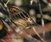 0J6A0557Le_Conte's_Sparrow