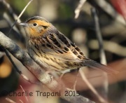 0J6A0561Le_Conte's_Sparrow