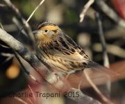 0J6A0564Le_Conte's_Sparrow