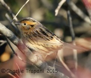 0J6A0565Le_Conte's_Sparrow