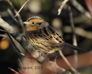 0J6A0570Le_Conte's_Sparrow