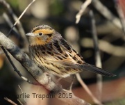 0J6A0571Le_Conte's_Sparrow