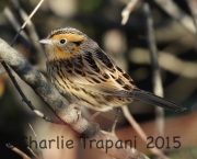 0J6A0572Le_Conte's_Sparrow
