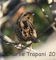0J6A0574Le_Conte's_Sparrow