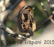 0J6A0580Le_Conte's_Sparrow