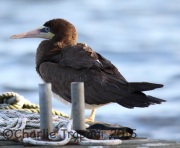 0J6A0630Brown_Booby_Tullytown_PA