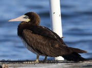 0J6A0666Brown_Booby_Tullytown_PA