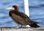 0J6A0667Brown_Booby_Tullytown_PA