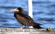 0J6A0686Brown_Booby_Tullytown_PA