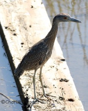 0J6A9269Yellow-Crowned_Night_Heron