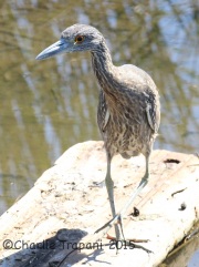 0J6A9278Yellow-Crowned_Night-Heron