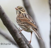 0J6A9305Savannah_Sparrow