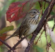 0J6A9363Lincoln's_Sparrow