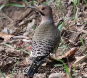 0J6A9478Northern_Flicker