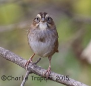 0J6A9500Swamp_Sparrow