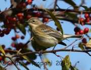 0J6A9528Yellow-Rumped_Warbler