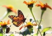 0J6A9570Monarch_Butterfly