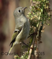 0J6A9705Ruby-Crowned_Kinglet