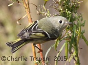 0J6A9708Ruby-Crowned_Kinglet