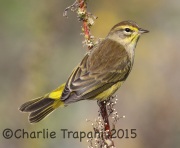0J6A9710Palm_Warbler