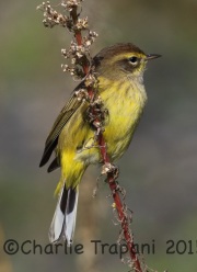 0J6A9725Palm_Warbler