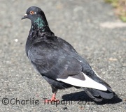 0J6A9755Pigeon_Rock_Dove