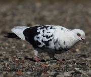 0J6A9769Pigeon_Rock_Dove