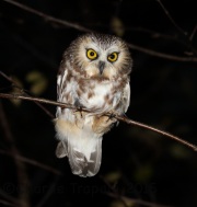 0J6A9987Saw-Whet_Owl