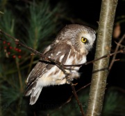 0J6A9995Saw-Whet_Owl
