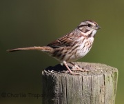 6S3A4499Song_Sparrow