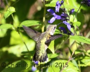 6S3A4505Ruby-Throated_Hummingbird