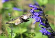 6S3A4515Ruby-Throated_Hummingbird