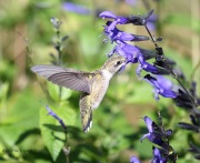 6S3A4517Ruby-Throated_Hummingbird