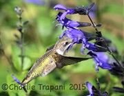 6S3A4518Ruby-Throated_Hummingbird