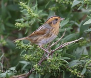 6S3A4603Nelson's_Sparrow