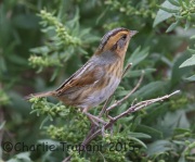 6S3A4609Nelson's_Sparrow