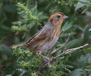 6S3A4611Nelson's_Sparrow