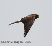6S3A4657Northern_Harrier