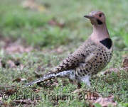 6S3A4737Northern_Flicker