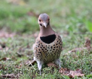 6S3A4741Northern_Flicker