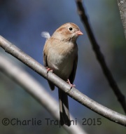 6S3A4802Field_Sparrow