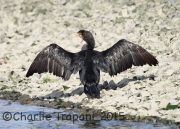 6S3A4874Double-Crested_Cormorant